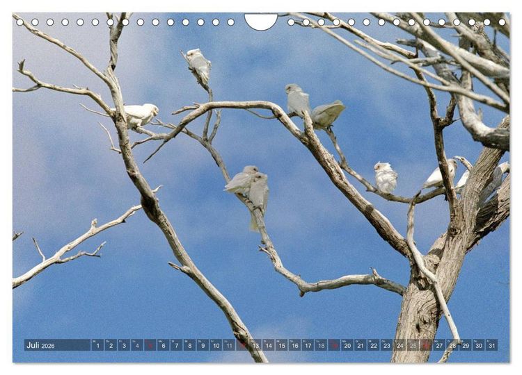 Produktbild: Australien - Der unbekannte Westen (Wandkalender 2026 DIN A4 quer), CALVENDO Monatskalender