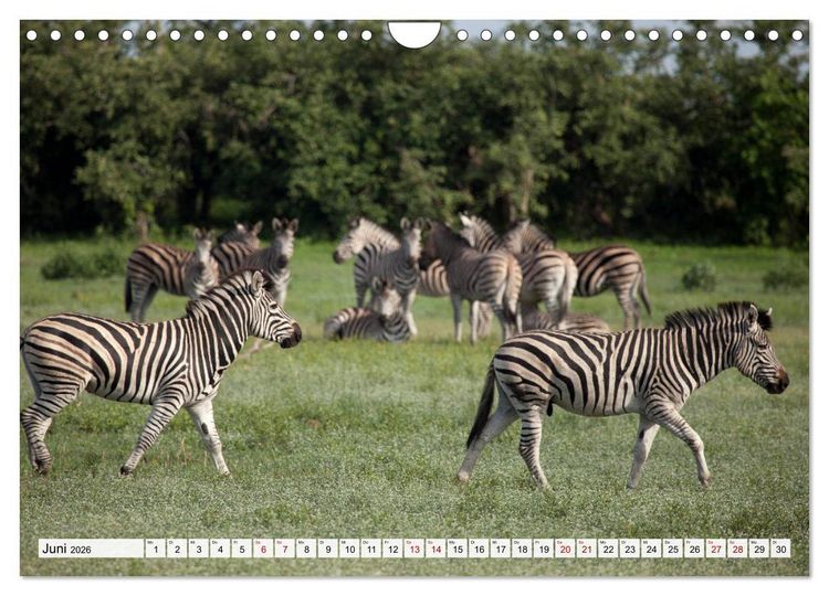 Produktbild: Traumreise durch Afrika (Wandkalender 2026 DIN A4 quer), CALVENDO Monatskalender