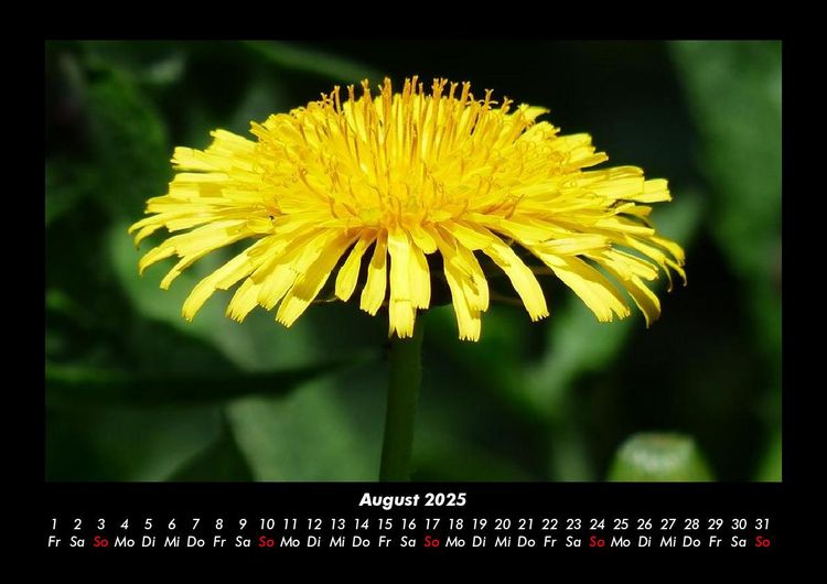 Produktbild: Blumentr&auml;ume 2025 Fotokalender DIN A3