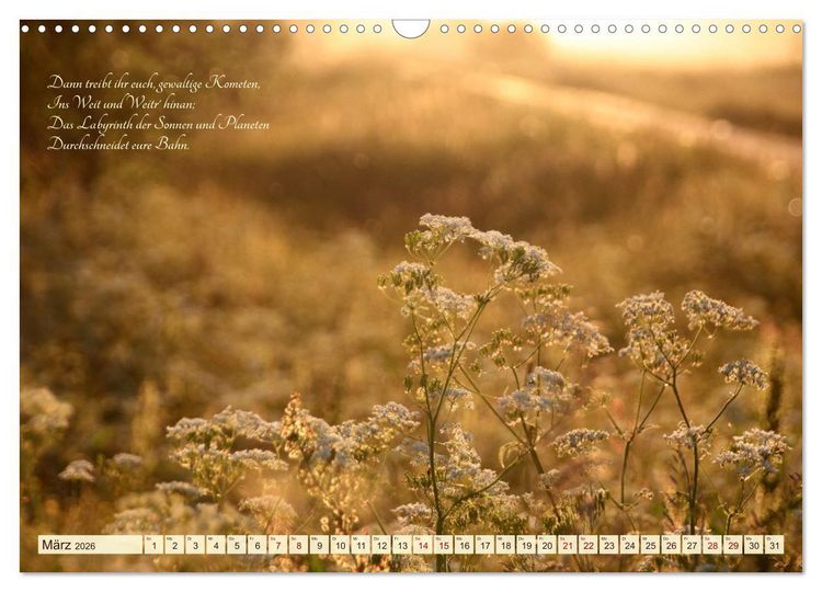 Produktbild: Sommergr&auml;ser (Wandkalender 2026 DIN A3 quer), CALVENDO Monatskalender