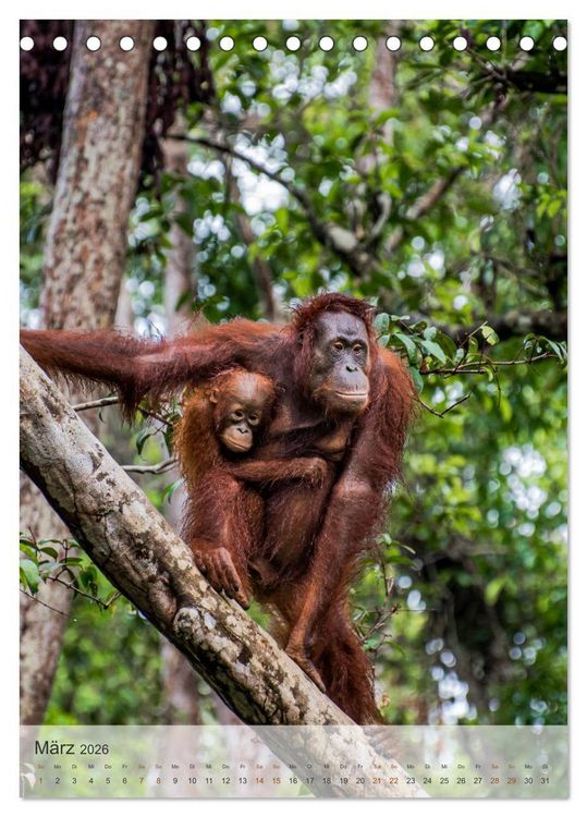 Produktbild: BORNEO Bedrohtes Paradies (Tischkalender 2026 DIN A5 hoch), CALVENDO Monatskalender