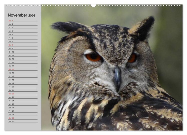 Produktbild: Eulen. Gefiederte Weisheit (hochwertiger Premium Wandkalender 2026 DIN A2 quer), Kunstdruck in Hochglanz