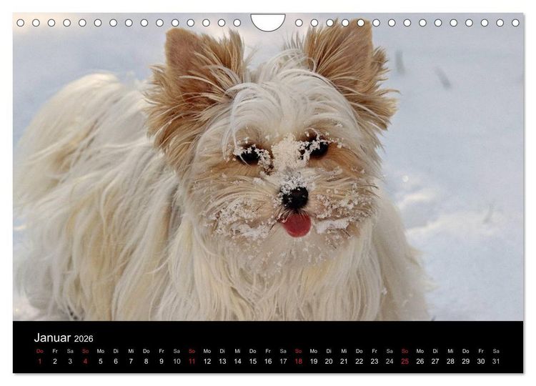 Produktbild: Mit dem Yorki durch das Jahr 2026 (Wandkalender 2026 DIN A4 quer), CALVENDO Monatskalender