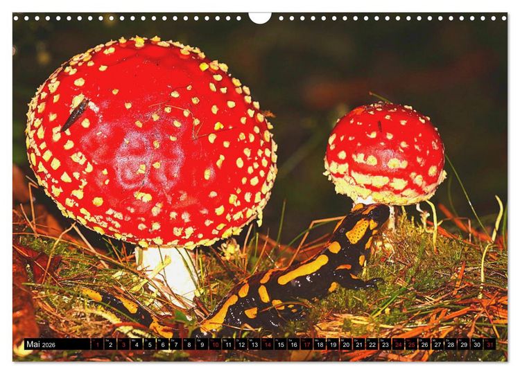 Produktbild: Im Revier der Salamander (Wandkalender 2026 DIN A3 quer), CALVENDO Monatskalender