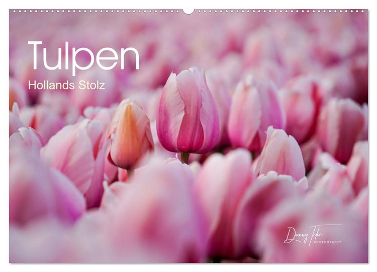 Produktbild: Tulpen - Hollands Stolz (Wandkalender 2026 DIN A2 quer), CALVENDO Monatskalender