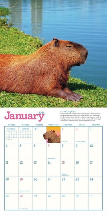 Produktbild: Capybara Wall Calendar 2026