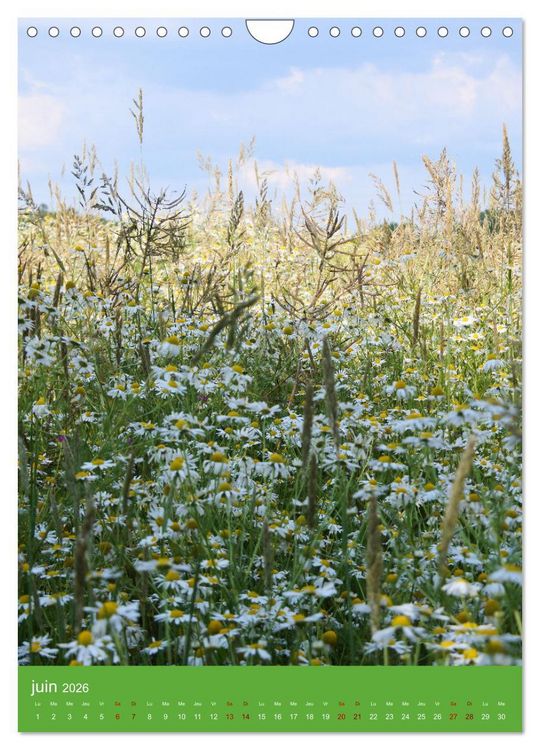 Produktbild: Senteurs florales (Calendrier mural 2026 DIN A4 horizontal), CALVENDO calendrier mensuel