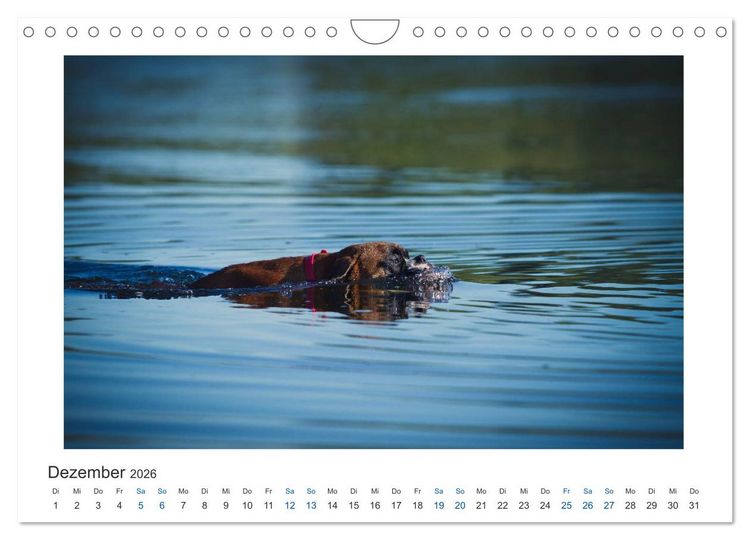 Produktbild: Deutscher Boxer - Boxer im Wasser 2026 (Wandkalender 2026 DIN A4 quer), CALVENDO Monatskalender
