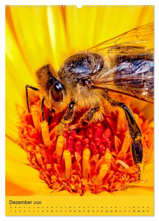 Produktbild: INSEKTENWELT - Heimische N&uuml;tzlinge ganz nah (hochwertiger Premium Wandkalender 2026 DIN A2 hoch), Kunstdruck in Hochglanz