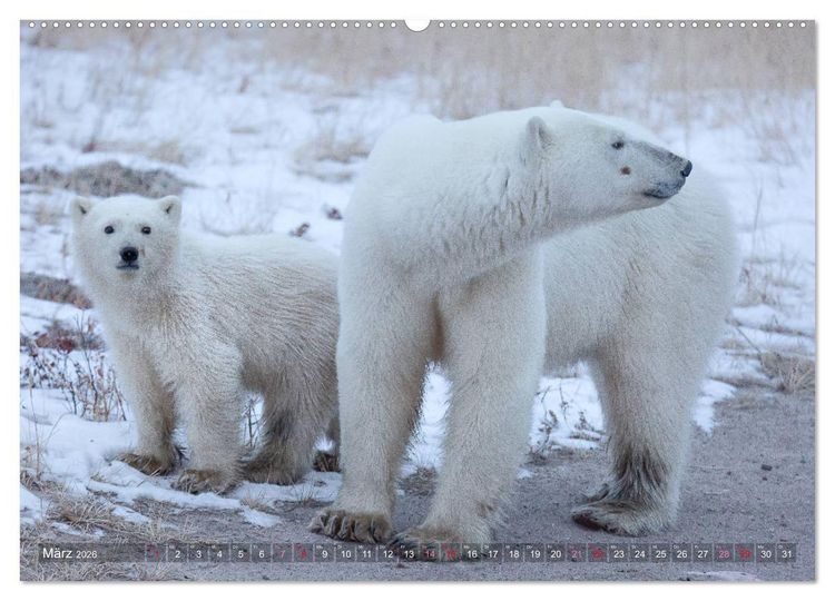 Produktbild: AN DER HUDSON BAY (hochwertiger Premium Wandkalender 2026 DIN A2 quer), Kunstdruck in Hochglanz