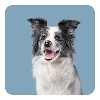 Produktbild: Memo-Spiel: Funny Dogs!