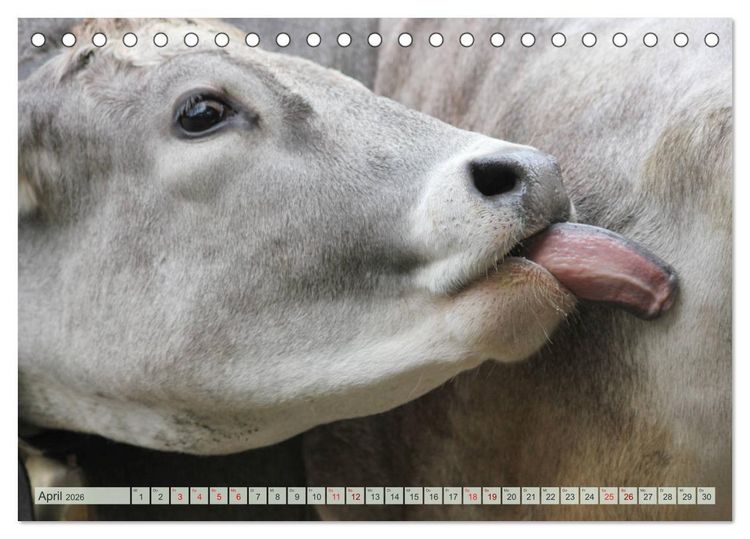 Produktbild: Alpenrinder (Tischkalender 2026 DIN A5 quer), CALVENDO Monatskalender