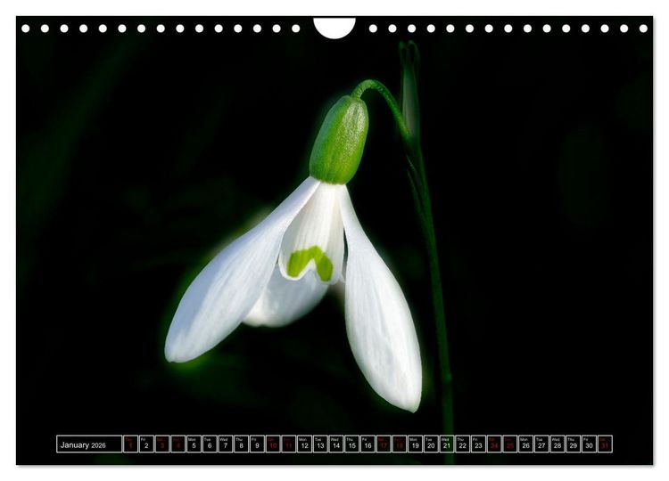 Produktbild: Mysterious plant portraits (Wall Calendar 2026 DIN A4 landscape), CALVENDO 12 Month Wall Calendar