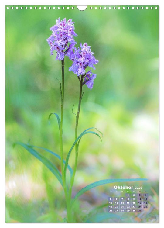 Produktbild: Orchideen in freier Wildbahn (Wandkalender 2026 DIN A3 hoch), CALVENDO Monatskalender