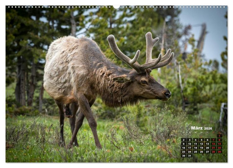 Produktbild: American Wildlife (hochwertiger Premium Wandkalender 2026 DIN A2 quer), Kunstdruck in Hochglanz