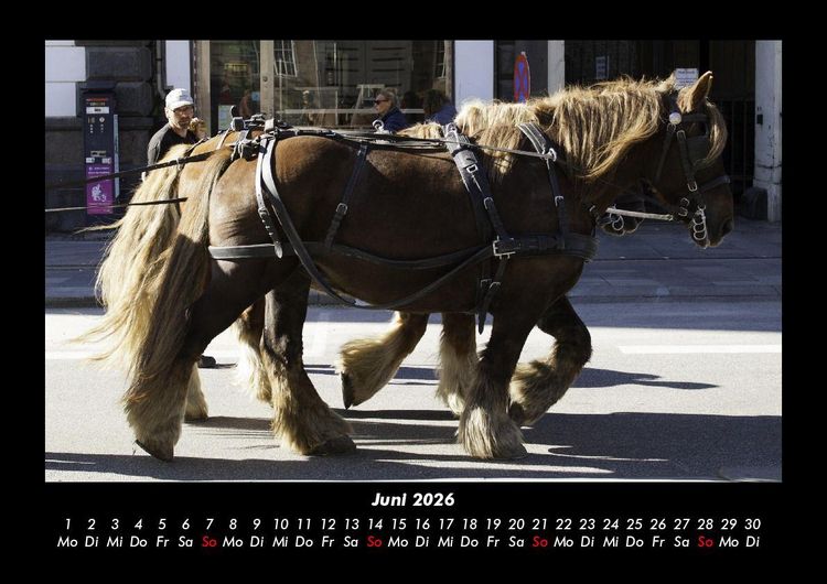 Produktbild: Die Welt der Pferde 2026 Fotokalender DIN A3