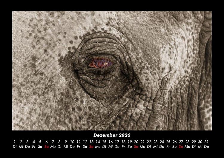 Produktbild: Elefanten - Die sanften Riesen Afrikas 2026 Fotokalender DIN A3
