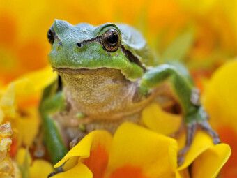 Produktbild: CALVENDO Puzzle Ein Motiv aus dem Kalender Natur - im Detail | 1000 Teile Lege-Gr&ouml;&szlig;e 64x48cm Foto-Puzzle f&uuml;r gl&uuml;ckliche Stunden