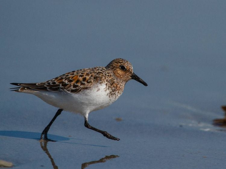 Produktbild: CALVENDO Puzzle Sanderling | 1000 Teile Lege-Gr&ouml;&szlig;e 64x48cm Foto-Puzzle f&uuml;r gl&uuml;ckliche Stunden
