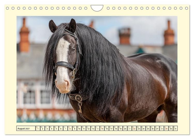Produktbild: Shire Horse Zauber. Englands elegante Riesen (Wandkalender 2027 DIN A4 quer), CALVENDO Monatskalender