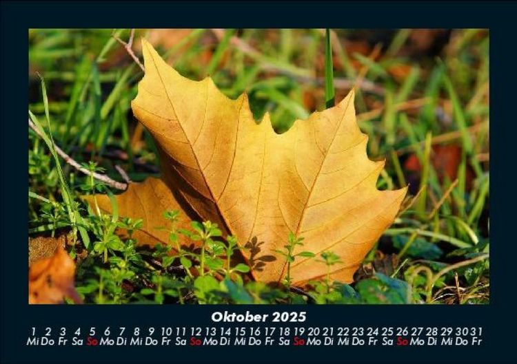 Produktbild: Waldzauber 2025 Fotokalender DIN A5