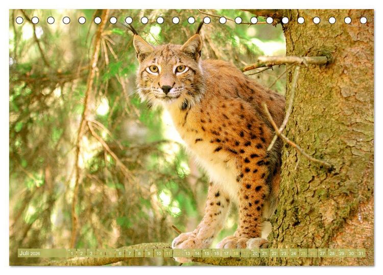 Produktbild: Dem Luchs auf der Spur (Tischkalender 2026 DIN A5 quer), CALVENDO Monatskalender