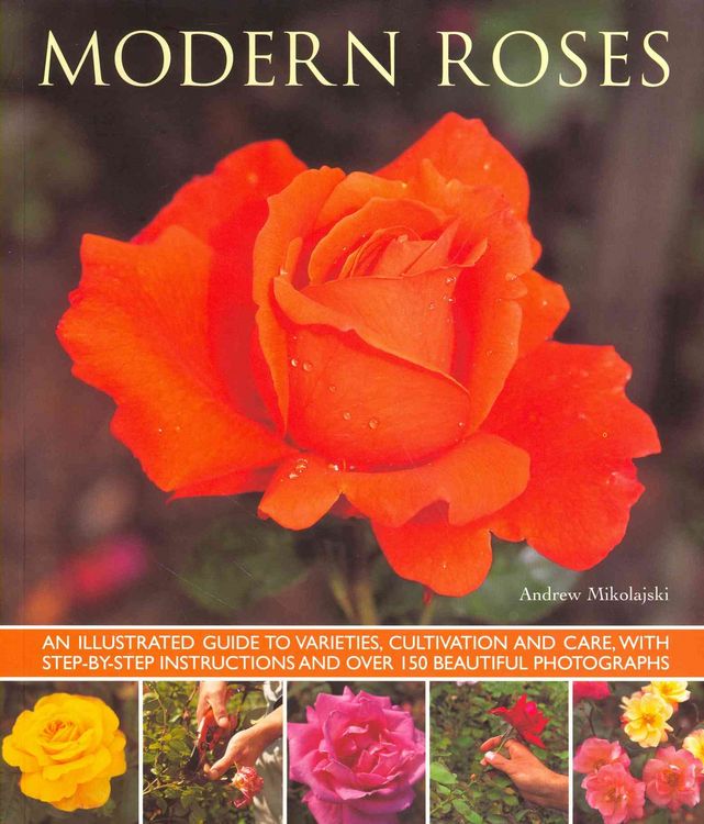 Produktbild: Modern Roses
