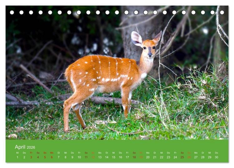 Produktbild: Antilopen, sch&ouml;n und schnell (Tischkalender 2026 DIN A5 quer), CALVENDO Monatskalender