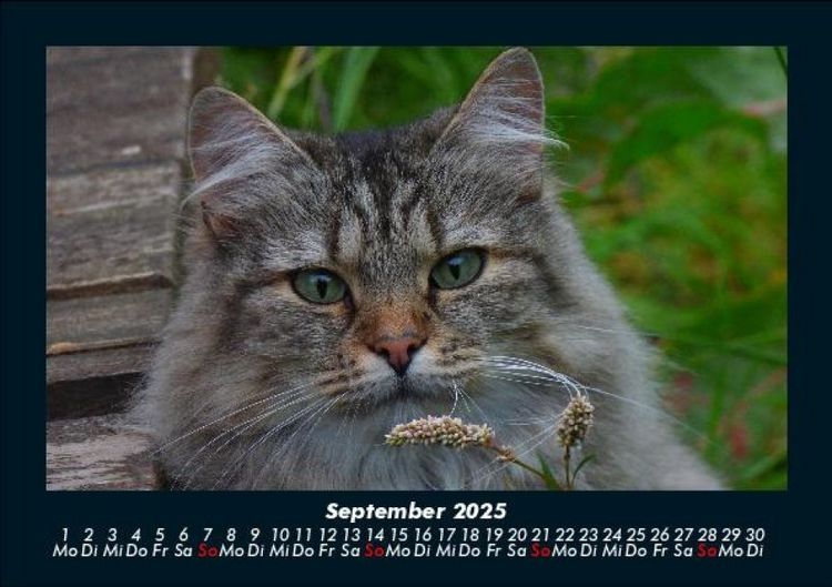 Produktbild: Katzen 2025 Fotokalender DIN A5