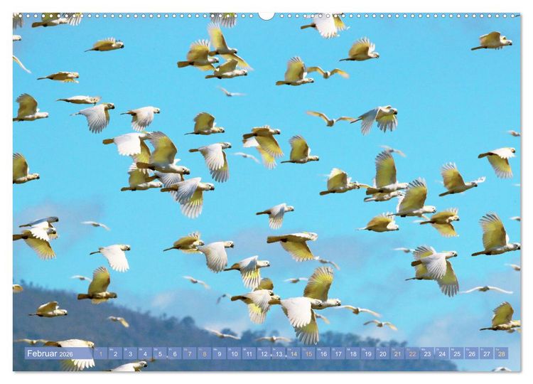 Produktbild: Farbenfrohe Papageien (Wandkalender 2026 DIN A2 quer), CALVENDO Monatskalender