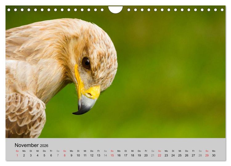 Produktbild: Scharfblick (Wandkalender 2026 DIN A4 quer), CALVENDO Monatskalender