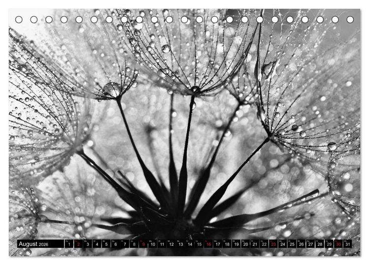 Produktbild: Pusteblume - Impressionen in schwarzwei&szlig; (Tischkalender 2026 DIN A5 quer), CALVENDO Monatskalender