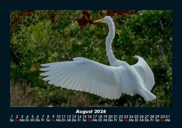 Produktbild: Welt der V&ouml;gel 2026 Fotokalender DIN A5