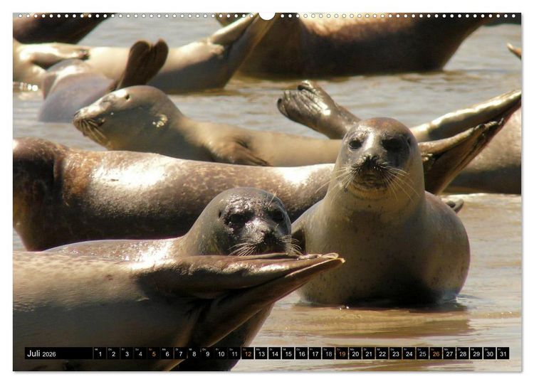 Produktbild: Borkum (Wandkalender 2026 DIN A2 quer), CALVENDO Monatskalender