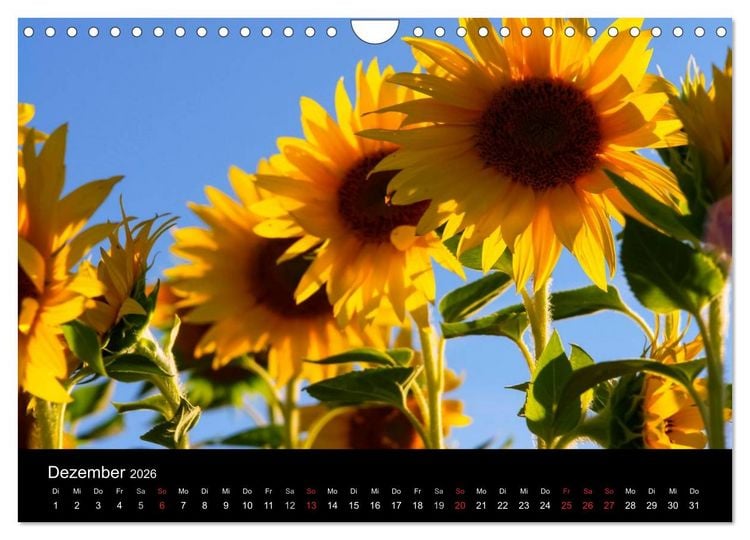 Produktbild: Sonnenblumen (Wandkalender 2026 DIN A4 quer), CALVENDO Monatskalender