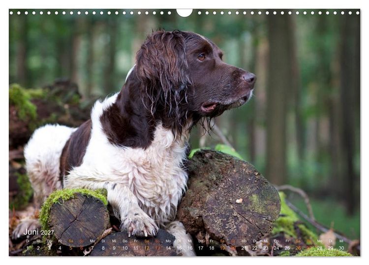 Produktbild: Faszination Jagdhund - Kleiner M&uuml;nsterl&auml;nder (Wandkalender 2027 DIN A3 quer), CALVENDO Monatskalender