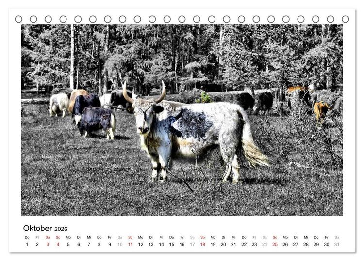 Produktbild: Mongolei &ndash; Mit anderen Augen (Tischkalender 2026 DIN A5 quer), CALVENDO Monatskalender