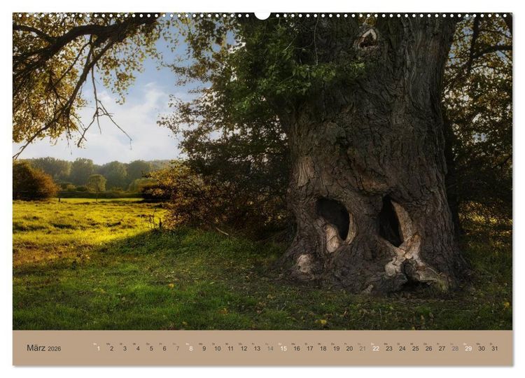 Produktbild: Unser Wald - Magische Sichten in norddeutsche W&auml;lder (Wandkalender 2026 DIN A2 quer), CALVENDO Monatskalender