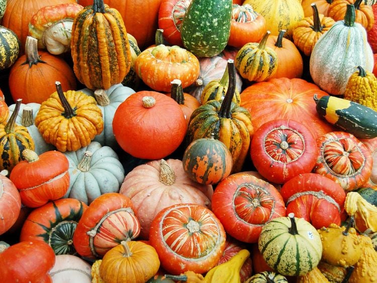 Produktbild: CALVENDO Puzzle Mix aus vielen K&uuml;rbis Sorten in gelb, rot, gr&uuml;n und orange. 1000 Teile Lege-Gr&ouml;&szlig;e 64 x 48 cm Foto-Puzzle Bild von Anja Frost