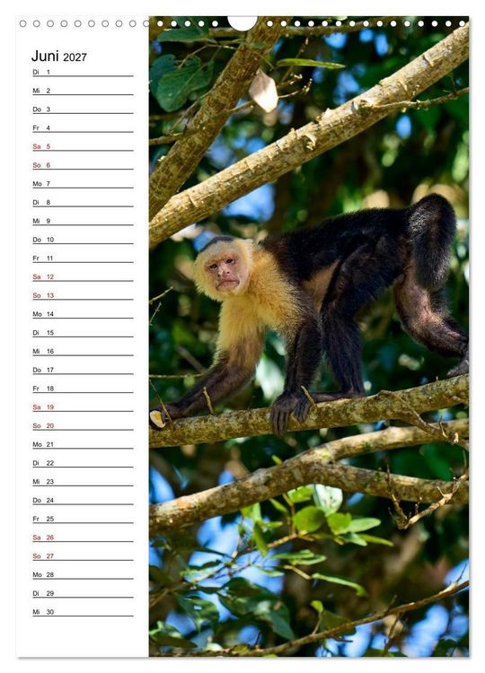Produktbild: Costa Rica - Magische Tiere des Regenwaldes (Wandkalender 2027 DIN A3 hoch), CALVENDO Monatskalender