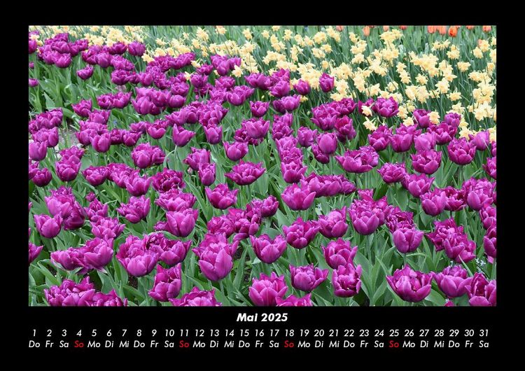Produktbild: Blumenzauber 2025 Fotokalender DIN A3
