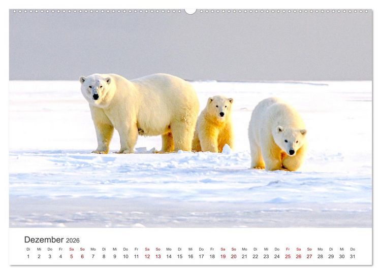 Produktbild: B&auml;ren - Pandas, Grizzlyb&auml;ren und Co. (Wandkalender 2026 DIN A2 quer), CALVENDO Monatskalender