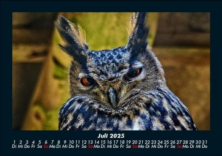 Produktbild: V&ouml;gel 2025 Fotokalender DIN A5
