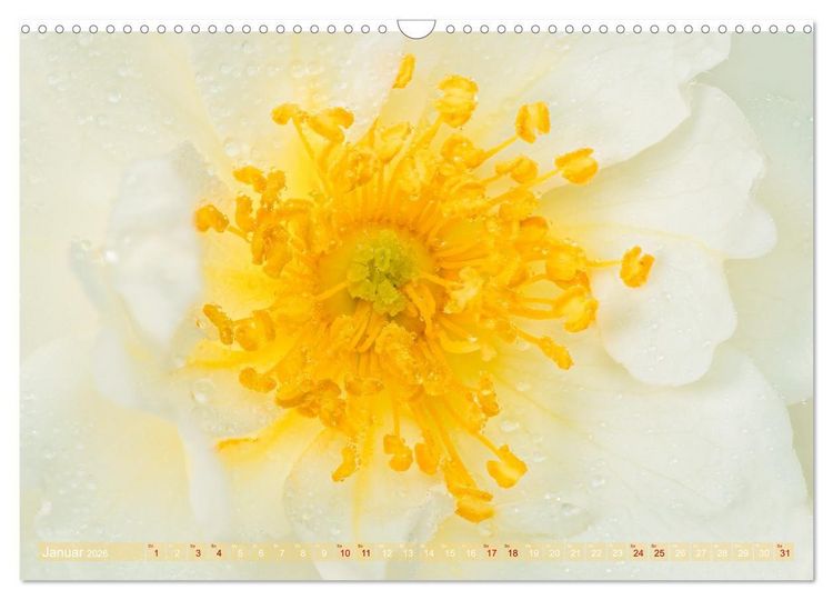 Produktbild: Rosen im Morgentau (Wandkalender 2026 DIN A3 quer), CALVENDO Monatskalender