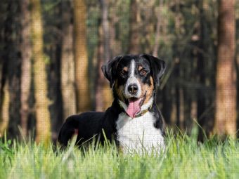 Produktbild: CALVENDO Puzzle Im Wald | 1000 Teile Lege-Gr&ouml;&szlig;e 64x48cm Foto-Puzzle f&uuml;r gl&uuml;ckliche Stunden