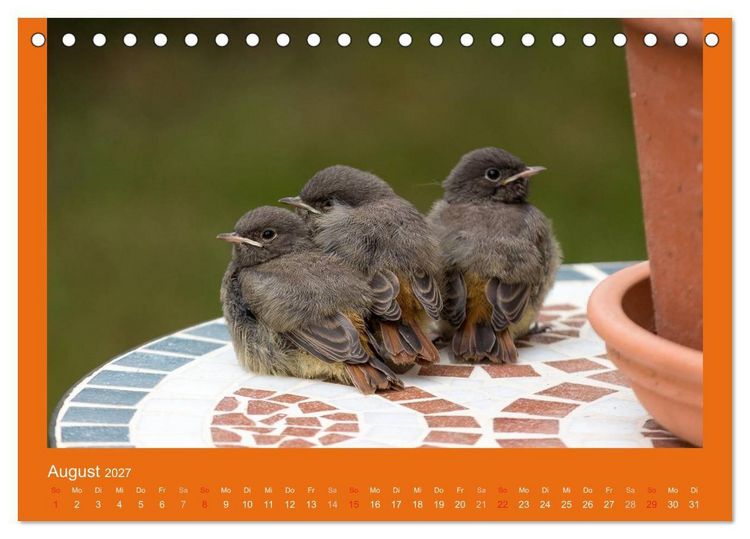 Produktbild: Tierkinder (Tischkalender 2027 DIN A5 quer), CALVENDO Monatskalender