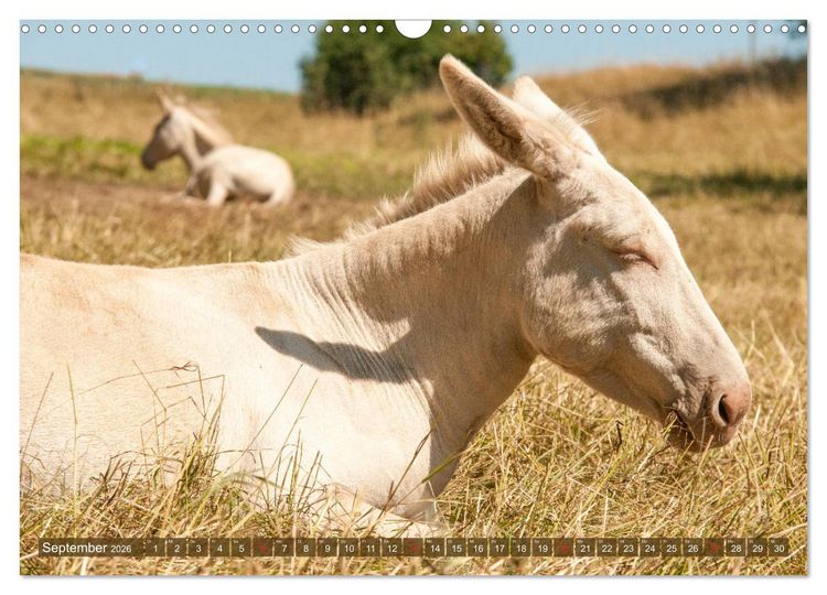 Produktbild: Lichtbringer - &Ouml;sterreichisch-Ungarische Barockesel (Wandkalender 2026 DIN A3 quer), CALVENDO Monatskalender