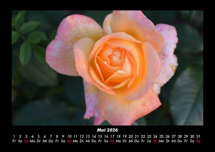 Produktbild: Blumenkalender 2026 Fotokalender DIN A3