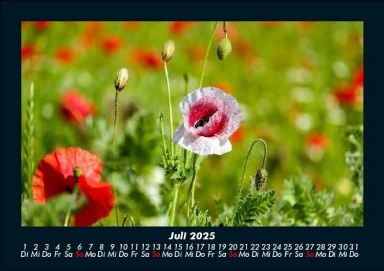Produktbild: Blumenzauber 2025 Fotokalender DIN A5