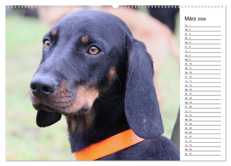 Produktbild: Der Brandlbracken-Terminplaner (hochwertiger Premium Wandkalender 2026 DIN A2 quer), Kunstdruck in Hochglanz